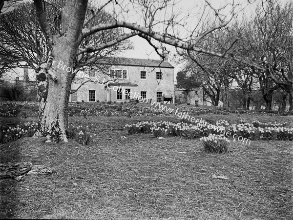 SAND AND DAFFODILS AT HORN HEAD HOUSE